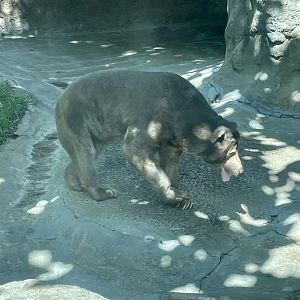 Malayan Sun Bear