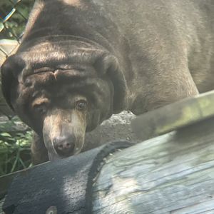 Malayan Sun Bear