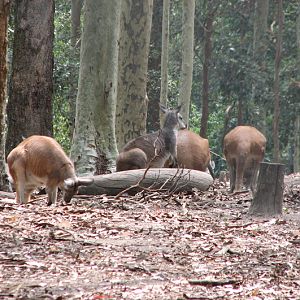 Blackbutt 2007 - Common Wallaroos