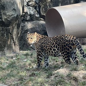 Nelkan the male Amur leopard