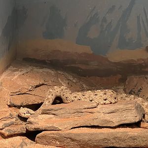 Sidewinder rattlesnake