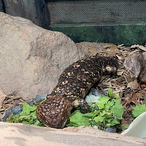 Shingleback skink