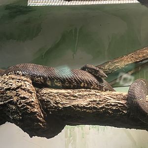 Gizmo the Solomon Island tree boa