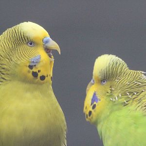 Budgerigar, Riddiford Garden Aviary