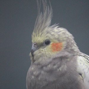 Cockatiel, Riddiford Garden Aviary