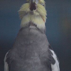 Cockatiel, Riddiford Garden Aviary