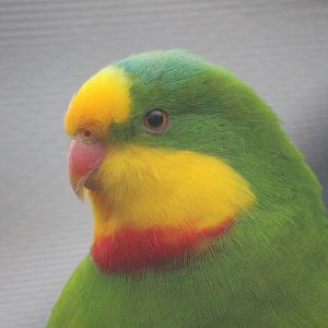 Barraband male, Riddiford Garden Aviary