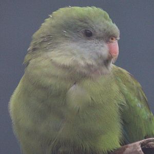 Barraband female, Riddiford Garden Aviary
