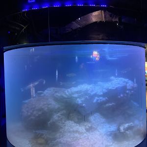 ‘Pompeii’ tank??