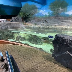 Tiny and shallow sea turtle tank