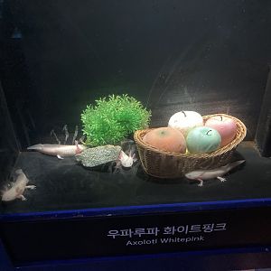 Naturalistic Axolotl tank