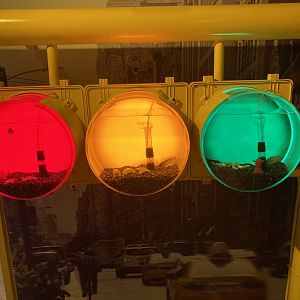 Fish in traffic lights