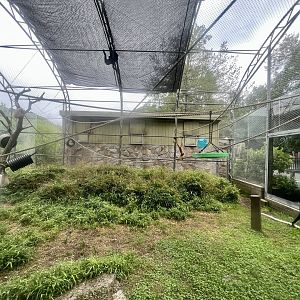 White-cheeked Gibbon Exhibit