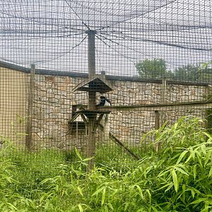 Black & White Colobus Exhibit