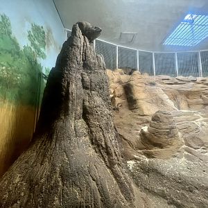 Rock Hyrax Exhibit