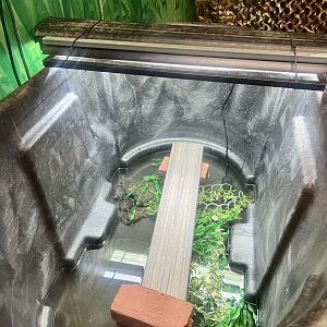 Blanding’s Turtle Hatchlings