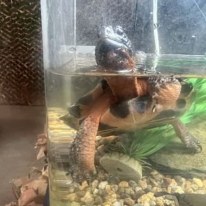 Blanding’s Turtle (signed as)?