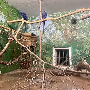 Hyacinth Macaws