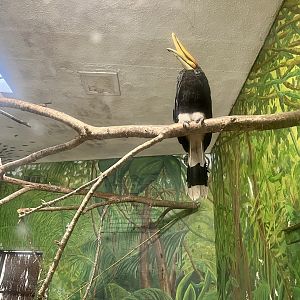 Rhinoceros Hornbill