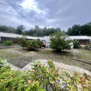 Sculata Tortoise Exhibit
