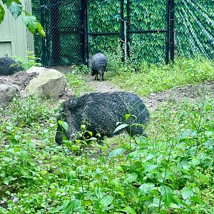 Chacoan Peccary