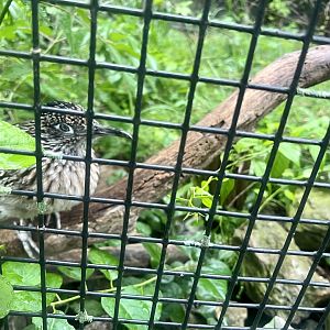 Greater Roadrunner