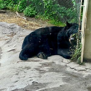 American Black Bear