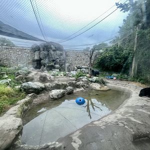 Black Bear Exhibit