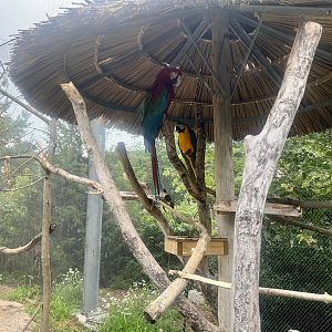 Macaws (Green-winged and Blue-and-yellow)