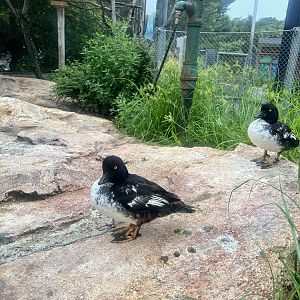 Barrow’s Goldeneyes