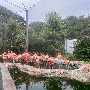 Scarlet Ibis and Caribbean Flamingos