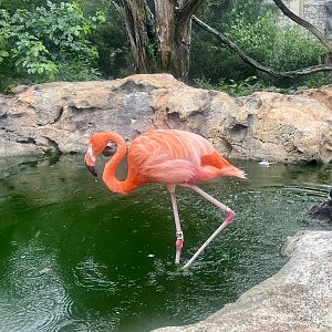 Caribbean Flamingo
