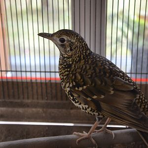 Amami thrush (Zoothera major)