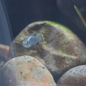Pupfish ID