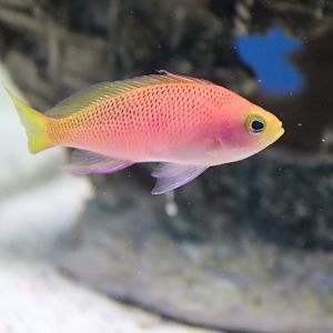 Resplendent Anthias (Pseudanthias pulcherrimus)