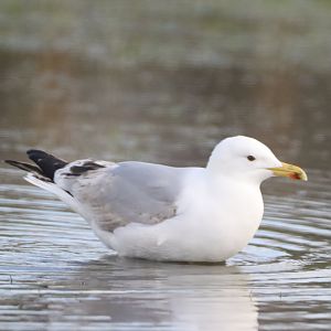 Caspian Gull (Larus cachinnans)