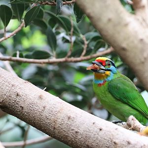 Black-browed Barbet (Psilopogon oorti)