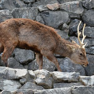 Mageshima sika deer (Cervus nippon mageshimae)
