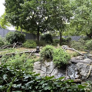 Gorilla Exhibit #2 - New fence!