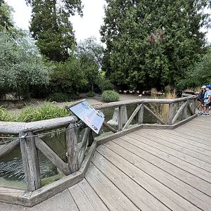 Chilean Flamingo Exhibit