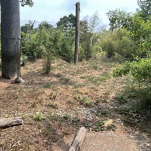 Malayan Tiger Exhibit