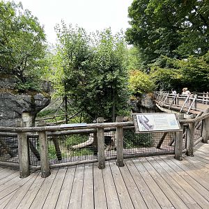 Orangutan Exhibit #2