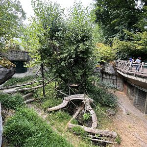 Orangutan Exhibit #2