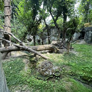 Orangutan Exhibit #1