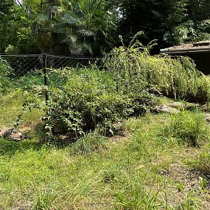 Asian Brown Tortoise Exhibit