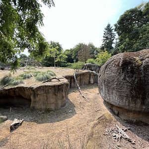 Patas Monkey Exhibit
