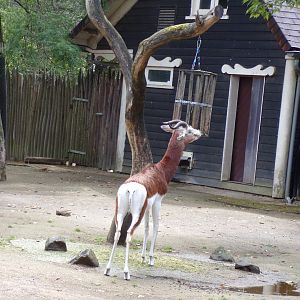 Africa- Mhorr gazelle 13.7.23