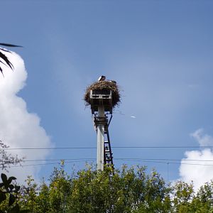 Africa- Wild stork nest 13.7.23