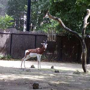 Africa- Mhorr gazelle 13.7.23
