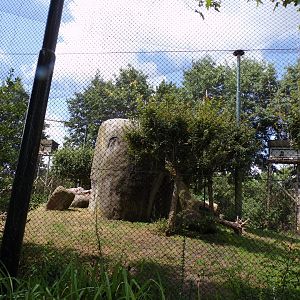 Africa- Mixed aviary 13.7.23